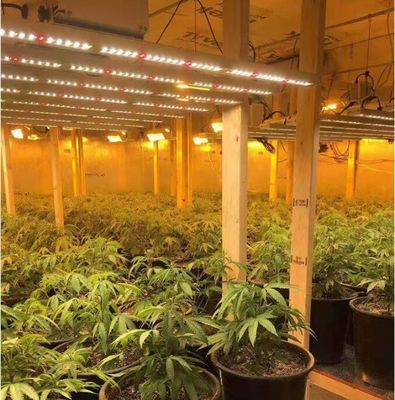 Full Spectrum Indoor LED Grow Lights Grow Lights cho thực vật 600w